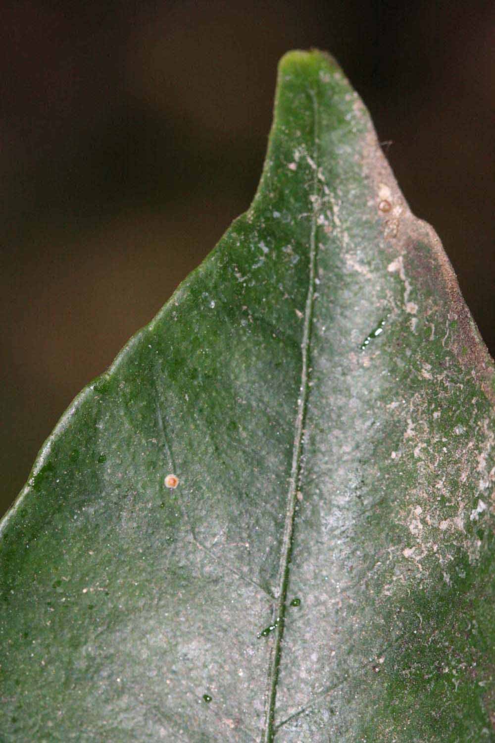              Margin (Riverside, CA)       